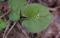 Viola collina