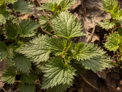 Urtica dioica