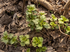 Urtica dioica