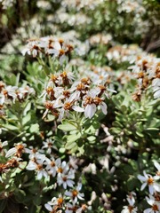 Olearia moschata