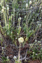 Platystemon californicus