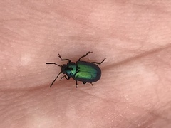 Gastrophysa cyanea