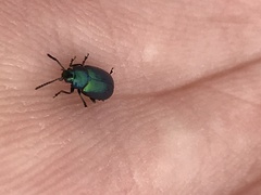 Gastrophysa cyanea