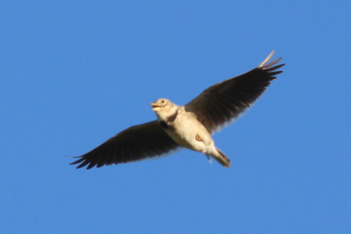 Calandria común (Melanocorypha calandra)
