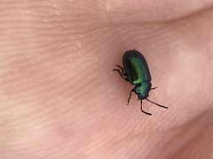 Gastrophysa cyanea