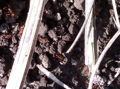 Myrmica