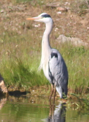 Ardea cinerea