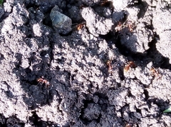 Myrmica