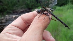 Somatochlora williamsoni