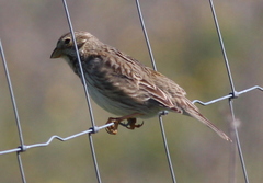 Emberiza calandra