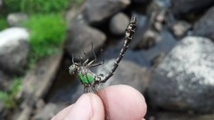 Ophiogomphus colubrinus