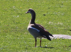 Alopochen aegyptiaca