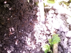 Myrmica