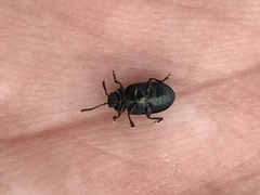 Gastrophysa cyanea