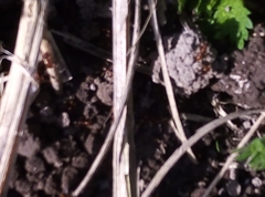Myrmica