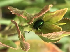 Gastrophysa cyanea