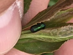Gastrophysa cyanea