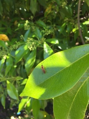 Spilichneumon