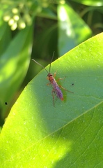 Spilichneumon