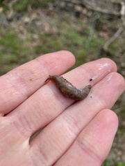 Deroceras reticulatum