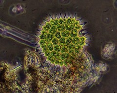 Pseudopediastrum boryanum longicorne