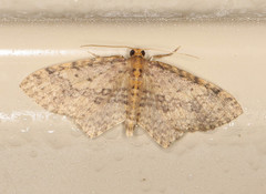 Poecilasthena scoliota