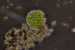 Pseudopediastrum boryanum longicorne