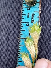 Carex tetrastachya