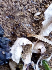 Lasius niger
