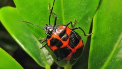 Catacanthini