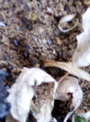 Lasius niger