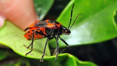 Catacanthini