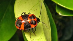 Catacanthini
