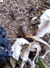 Lasius niger
