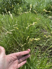 Carex tetrastachya