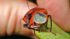 Catacanthini
