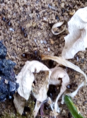 Lasius niger
