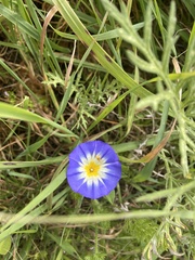 Convolvulus tricolor