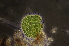 Pseudopediastrum boryanum longicorne