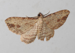 Xanthorhoe anaspila