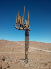 Browningia candelaris