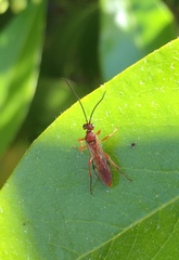 Spilichneumon