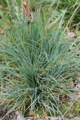 Festuca rupicola