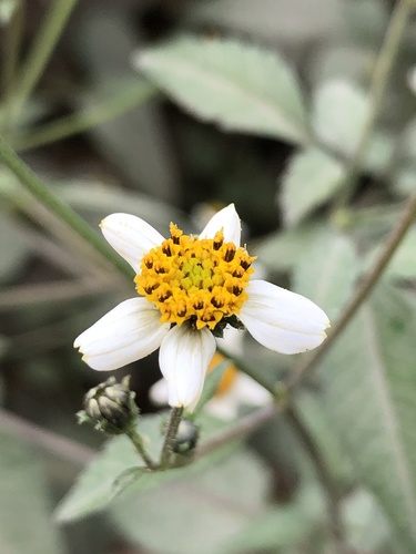 Bidens pilosa