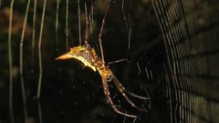 Micrathena sanctispiritus