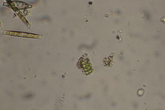 Scenedesmus