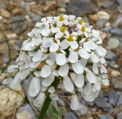 Iberis pectinata