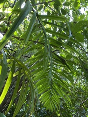 Roystonea borinquena