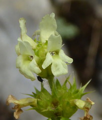 Sideritis hyssopifolia