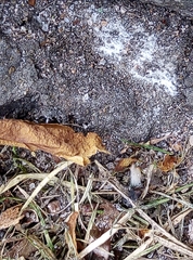 Lasius niger